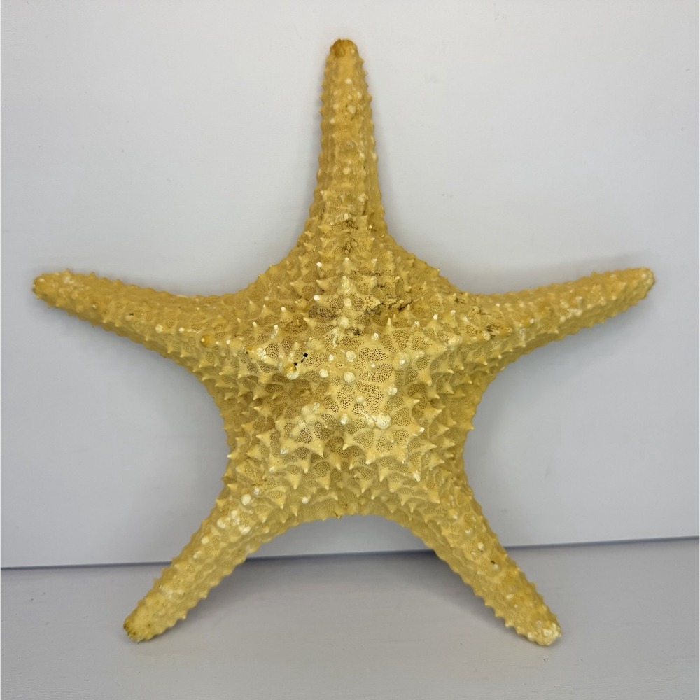 Vintage Real 9" Dried Starfish Specimen - Ocean Beach Decor - Marine Nautical